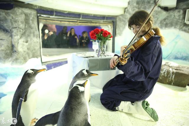 英國伯明翰海洋生活中心小提琴家用小夜曲和魚兒晚餐慶祝情人節