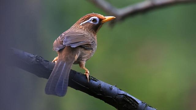 夢中的鳥，鋼琴譜原版，理查德克萊德曼，教學分享