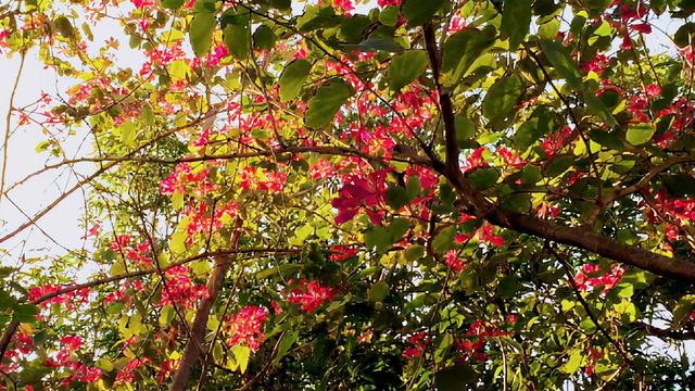 濱海公園應(yīng)該是海口最不起眼的公園吧，但也是美美噠，不信你看