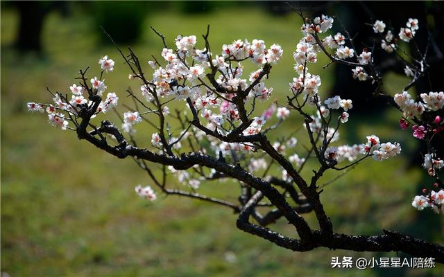 這8首中國風濃郁的鋼琴曲，第二首也太夢幻好聽了吧