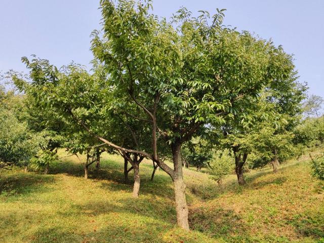 一路歡歌奔向五龍背，國慶節采栗子花椒直到手軟