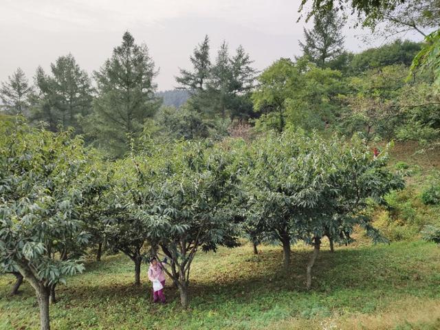 一路歡歌奔向五龍背，國慶節采栗子花椒直到手軟