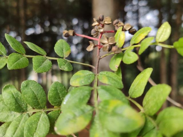 一路歡歌奔向五龍背，國慶節采栗子花椒直到手軟