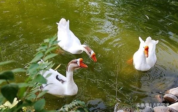 50首能幫孩子練好口語、練好普通話的兒歌！年輕的父母收藏了吧！