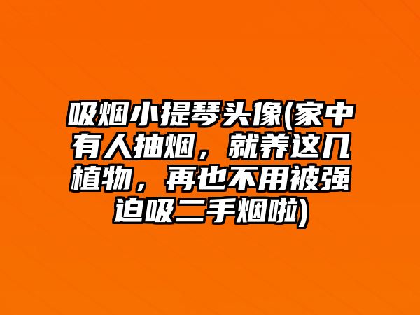 吸煙小提琴頭像(家中有人抽煙，就養這幾植物，再也不用被強迫吸二手煙啦)