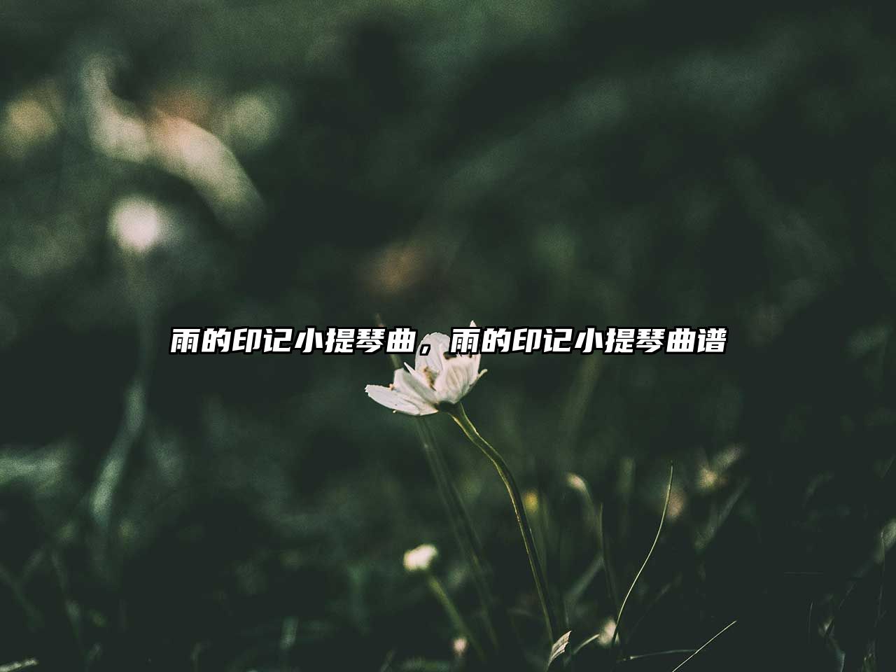 雨的印記小提琴曲，雨的印記小提琴曲譜