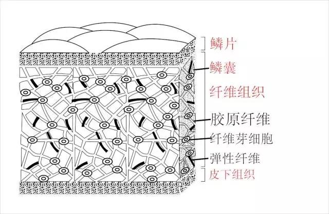 二胡蟒皮只有8到10個鱗格最佳，這個說法正確嗎？