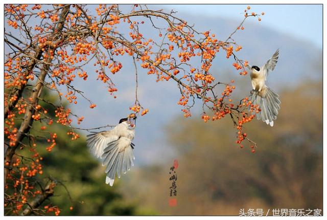 十首二胡名曲，音樂合集，經(jīng)典永流傳