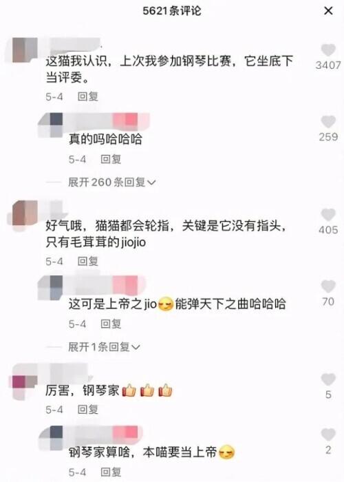 貓咪彈鋼琴？杭州帥氣男老師一段視頻爆火！網友評論亮了