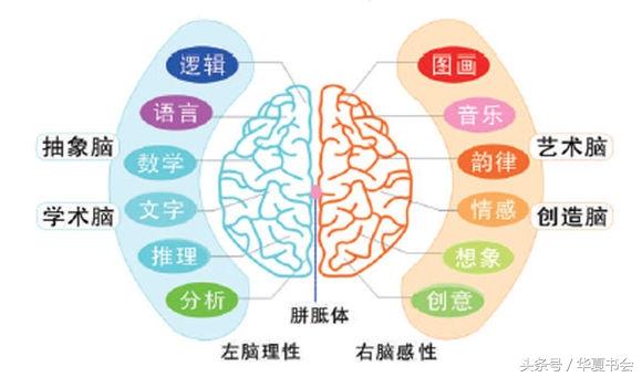 拿破侖、蓋茨都是左手派、左撇子的寶寶更聰明嗎？