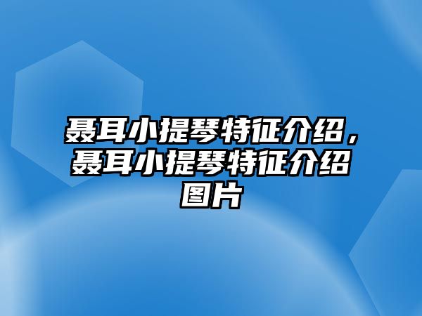 聶耳小提琴特征介紹，聶耳小提琴特征介紹圖片