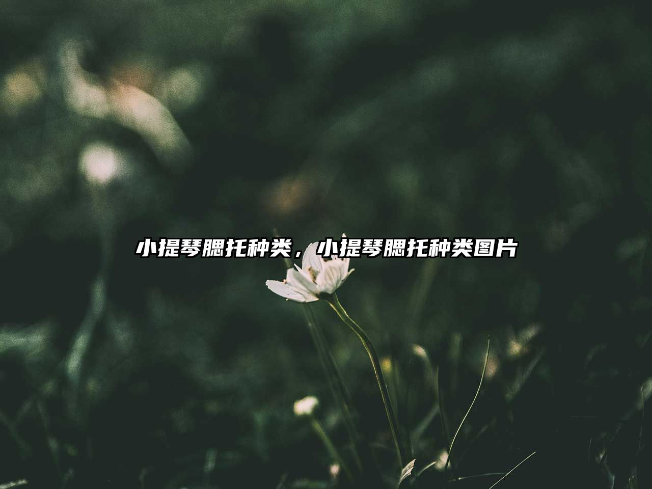 小提琴腮托種類，小提琴腮托種類圖片